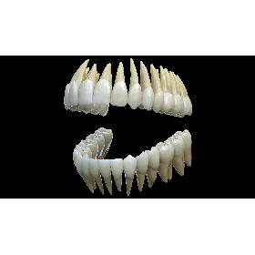 3D Teeth